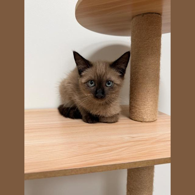 Photo of Latte