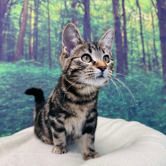 Photo of Stewie   Located In Keilor