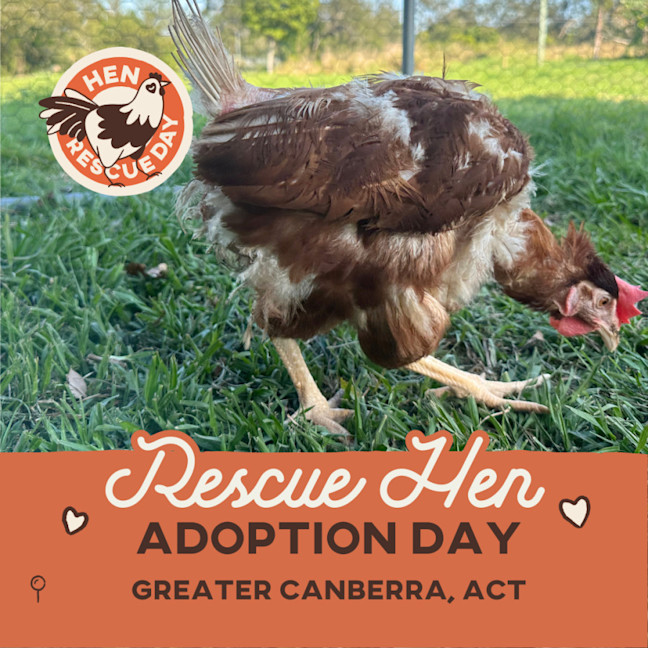 Photo of Rescue Hens