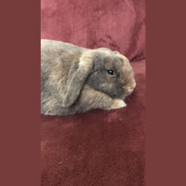 Photo of Sparkles Fonzie 