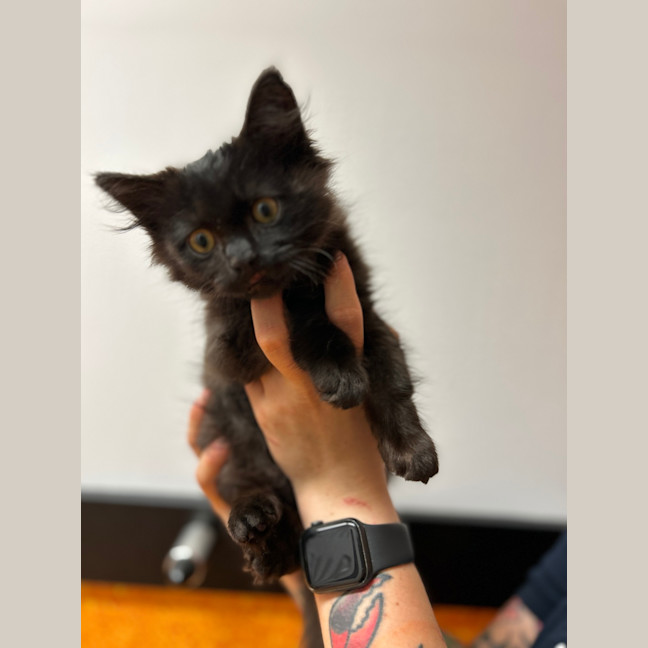 Photo of Bartleby