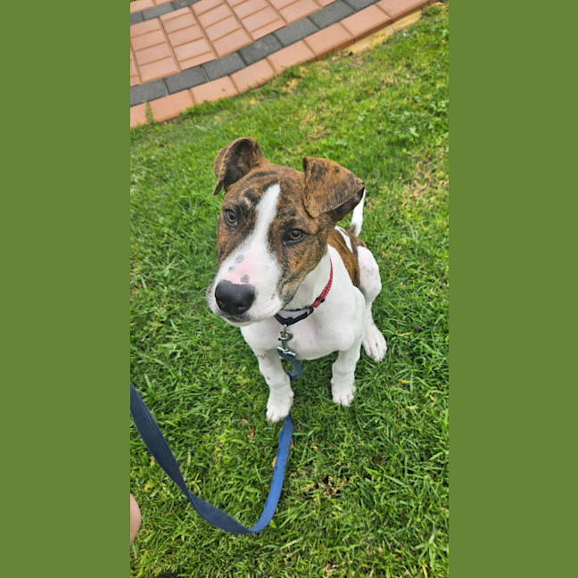 Photo of Milo