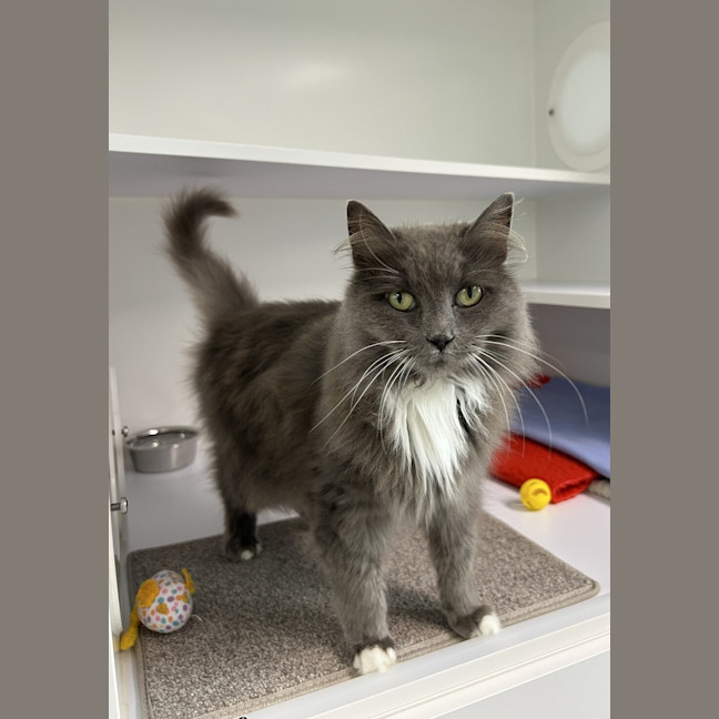 Photo of Serafina