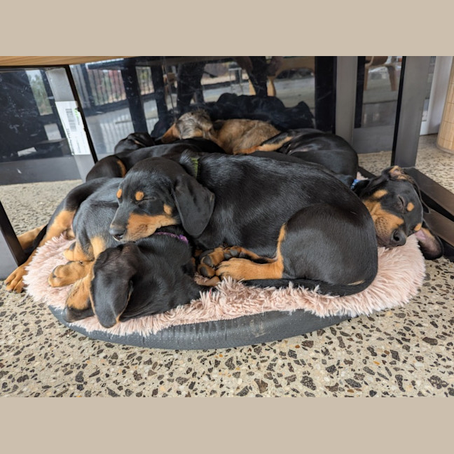 Photo of Richard Watterson