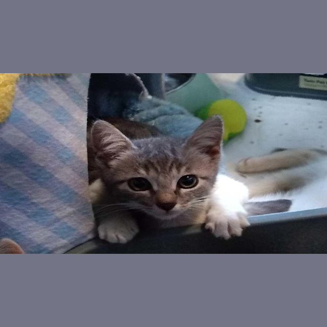 Photo of Wolfie