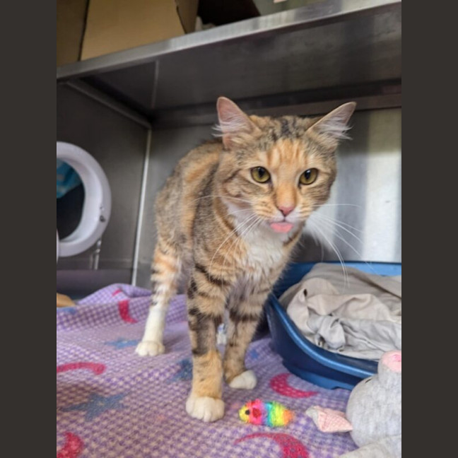 Photo of Honey Nee Stripes