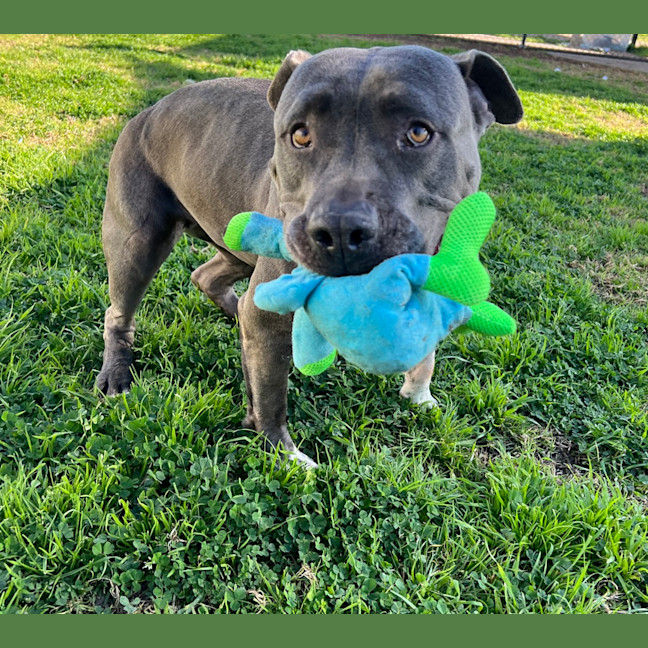 Photo of Cadbury