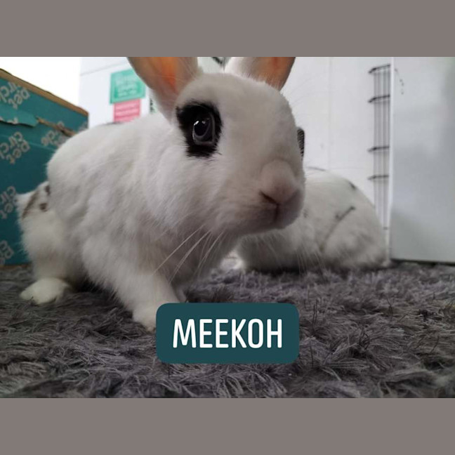 Photo of Meekoh (W Floretta)