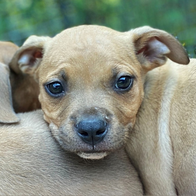 Photo of D1198 Walter