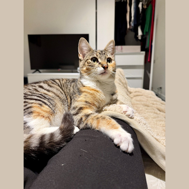 Photo of Maple