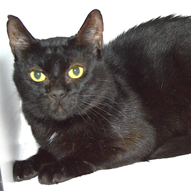 Photo of Stewie (Previously Sooty)