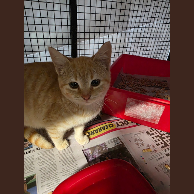 Photo of Peaches