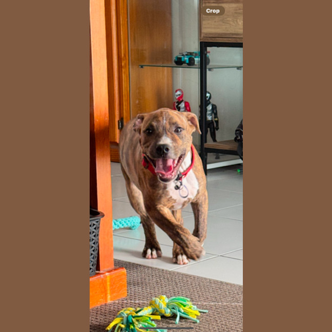 Photo of Cookie   6 Month Old Staffy X Ridgeback