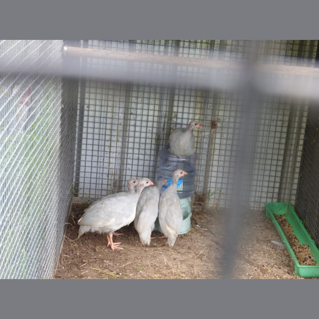 Photo of Baby Guinea Fowls