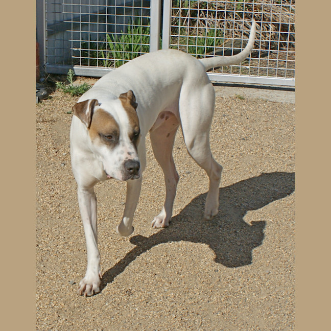Photo of Tigger