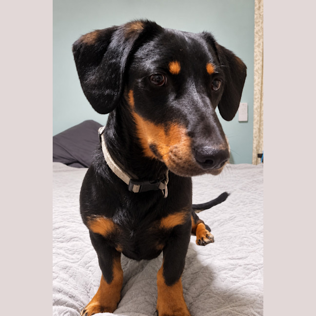 Photo of Echo