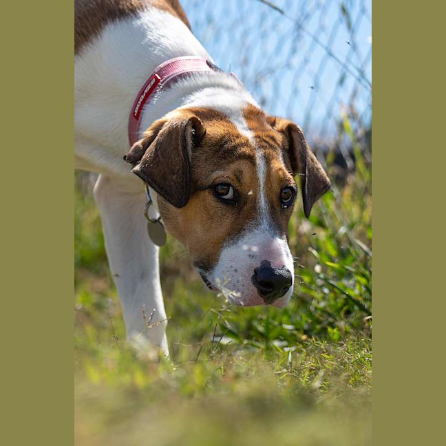 Photo of Willow