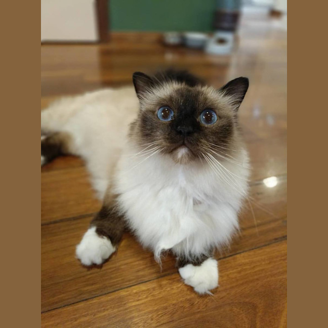 Photo of Basil And Chives 