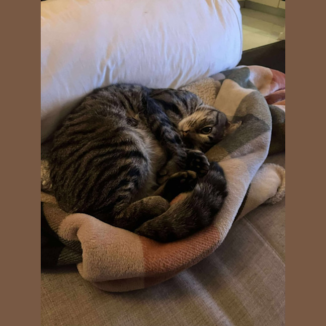 Photo of Mr Maple