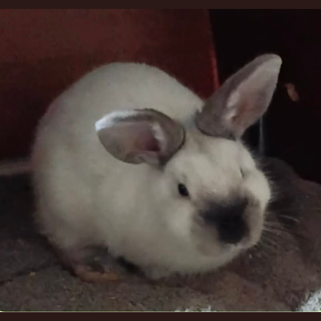 Photo of Rupert
