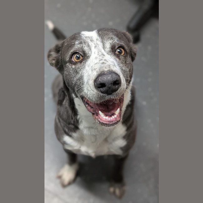 Photo of Olive