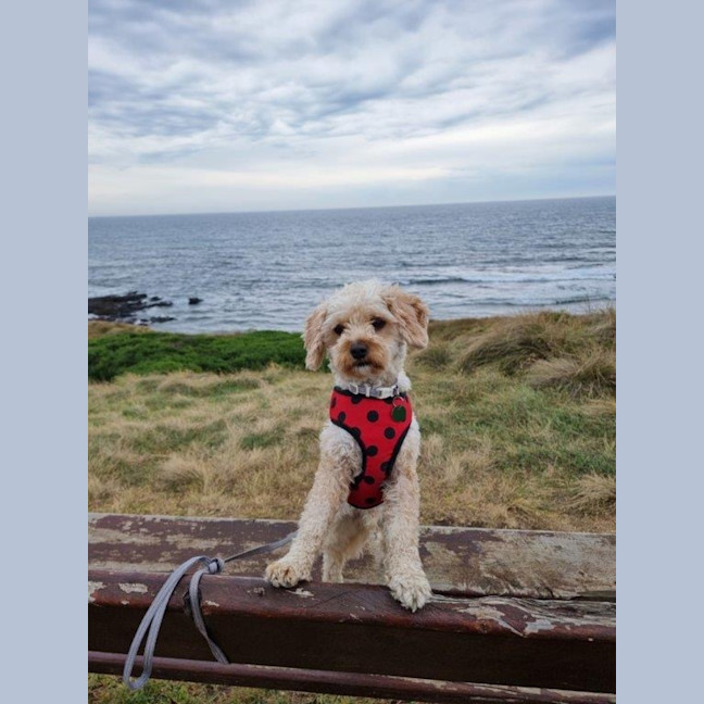 Photo of Anson Lozano