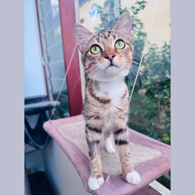 Photo of Buttercup