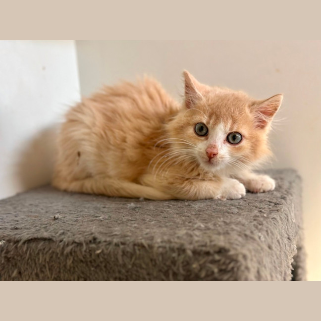 Photo of Jasper