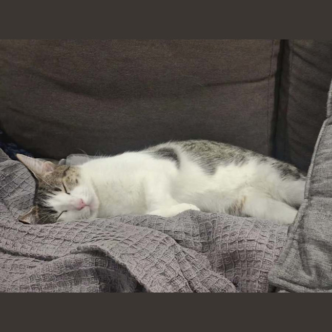 Photo of Millie