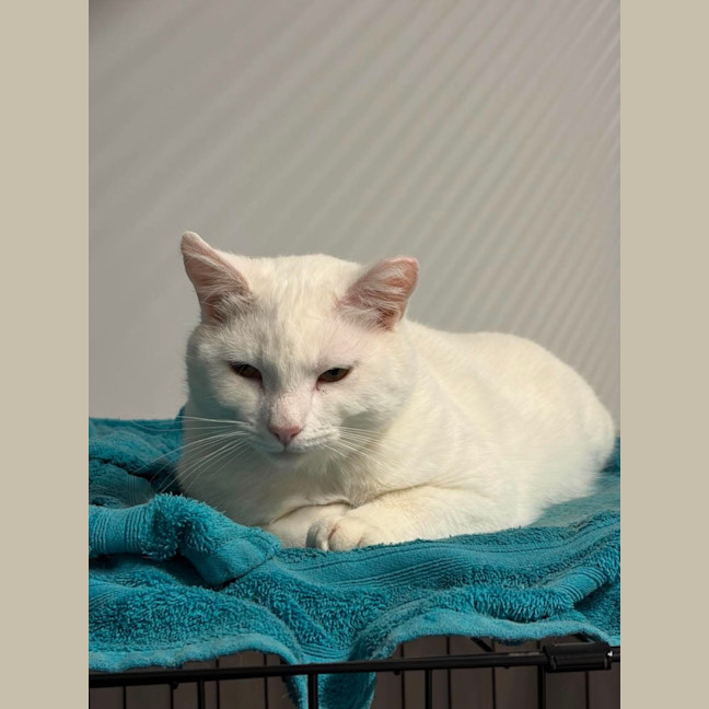 Photo of Jasmine 