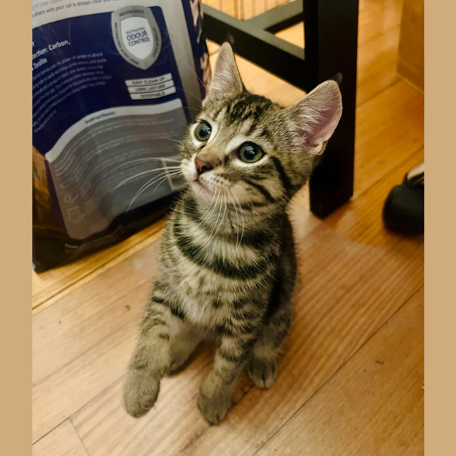 Photo of Pegi (Aka Tent Peg)