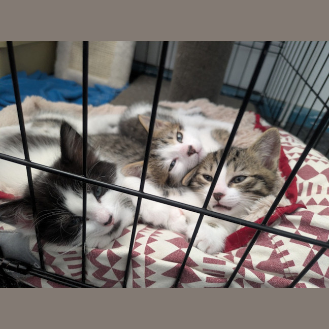 Photo of Zippy Snail