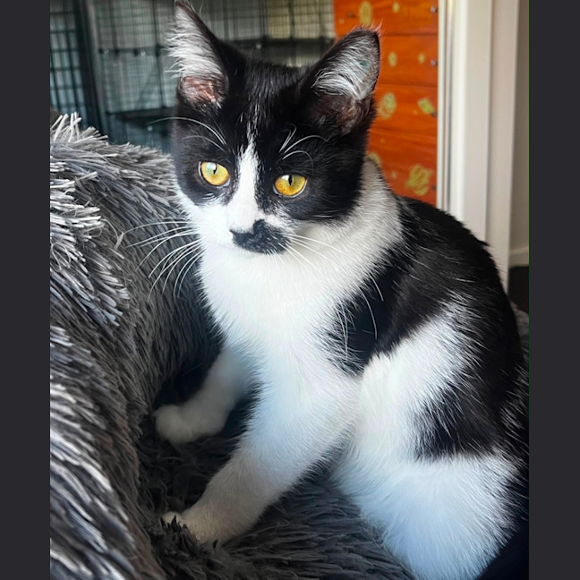 Photo of Jeckle