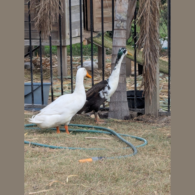Photo of Drake Ducks