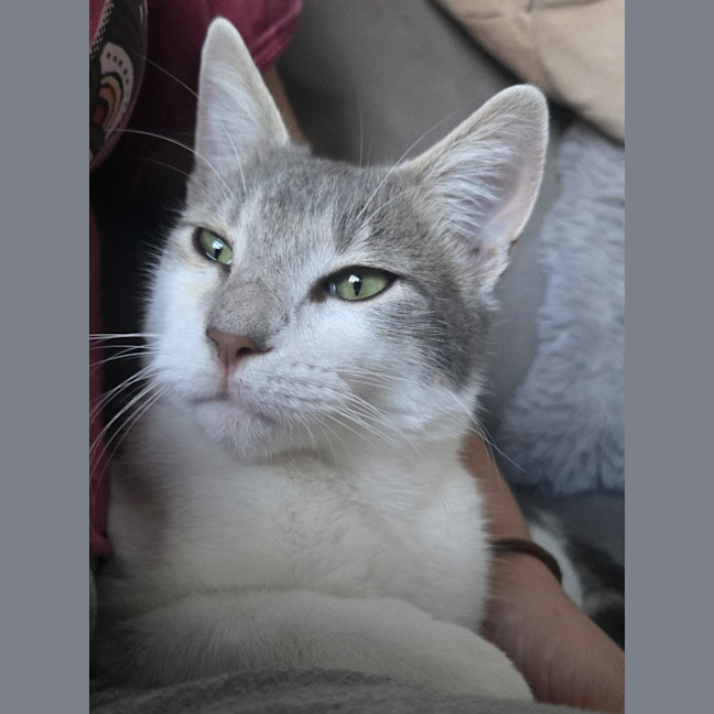 Photo of Rocket