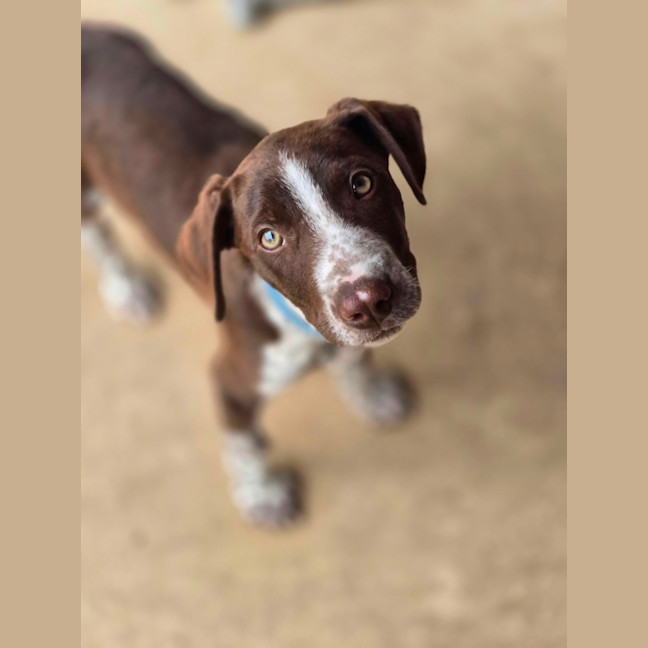 Photo of Dusty