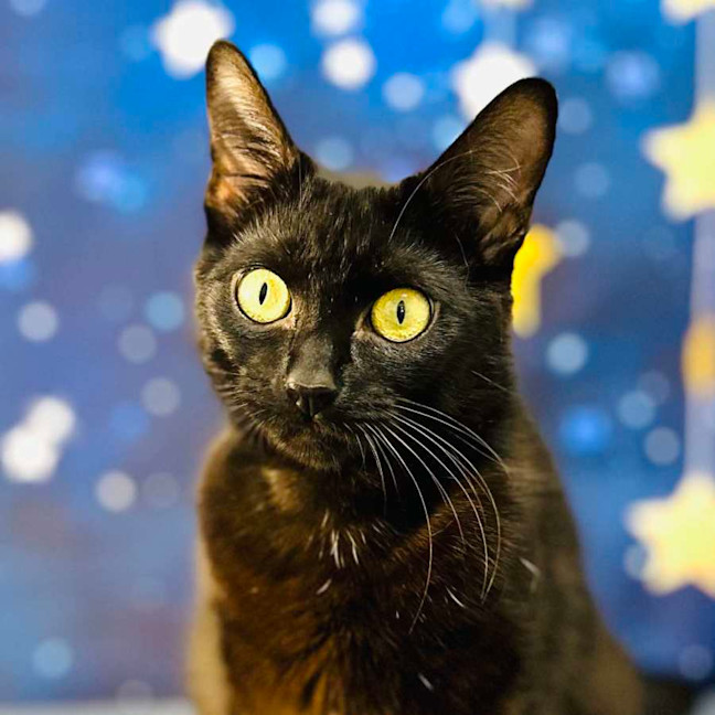 Photo of Mystica   Located In Preston 