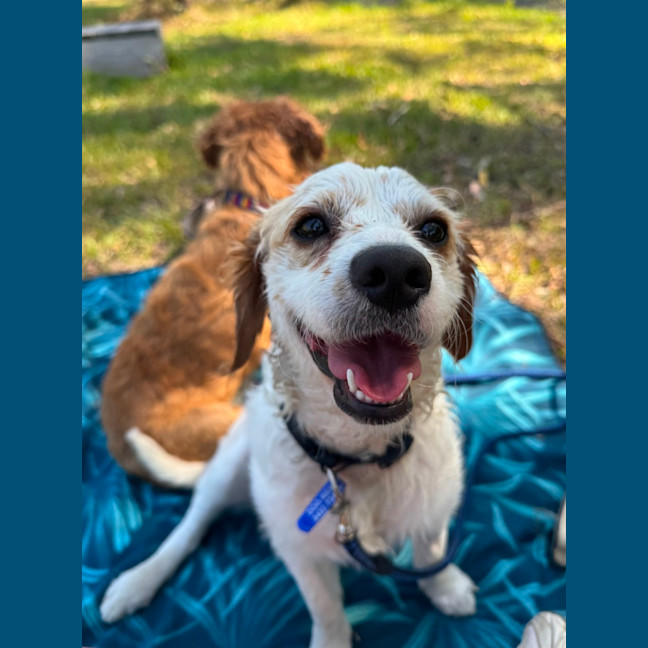 Photo of Boomer   1 Year Old Cavalier X