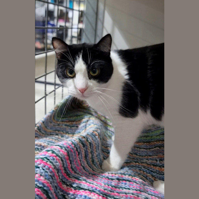 Photo of Cotton