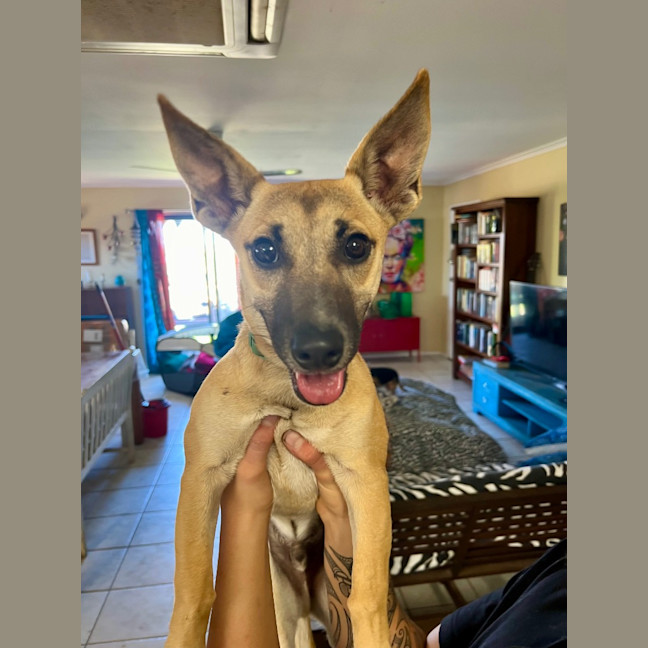 Photo of Humphrey (Nugget)