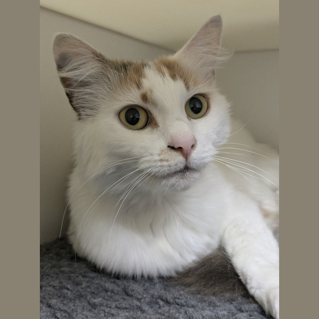 Photo of 🍹 Mimosa 5729 🍹