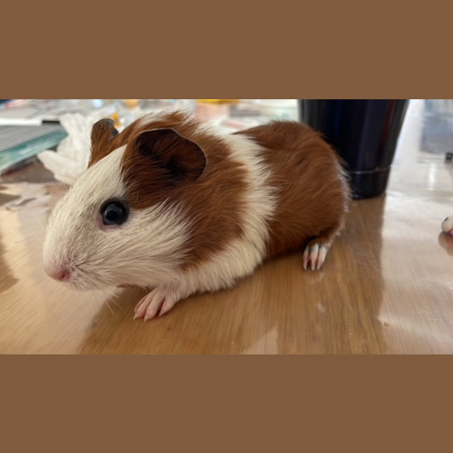 Photo of Peggy (Bonded To Scruffles)