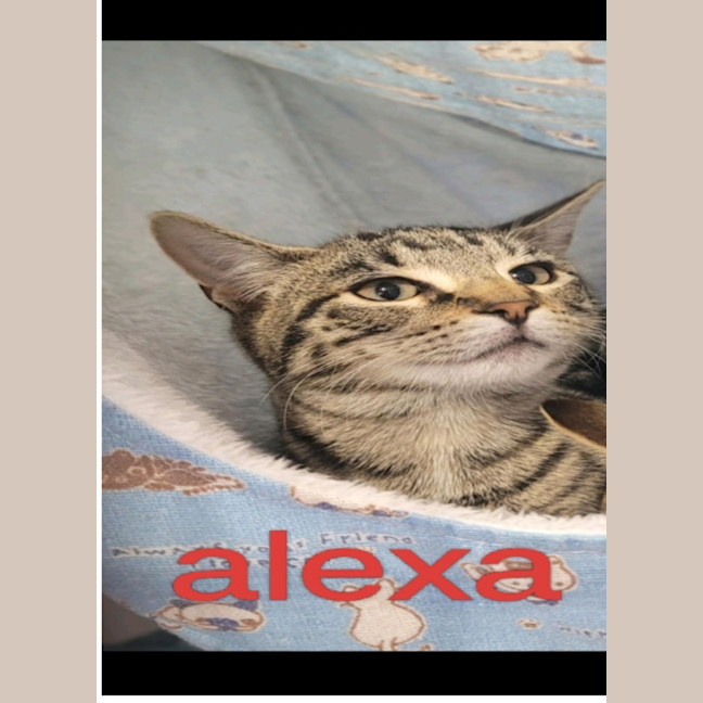 Photo of Alexa