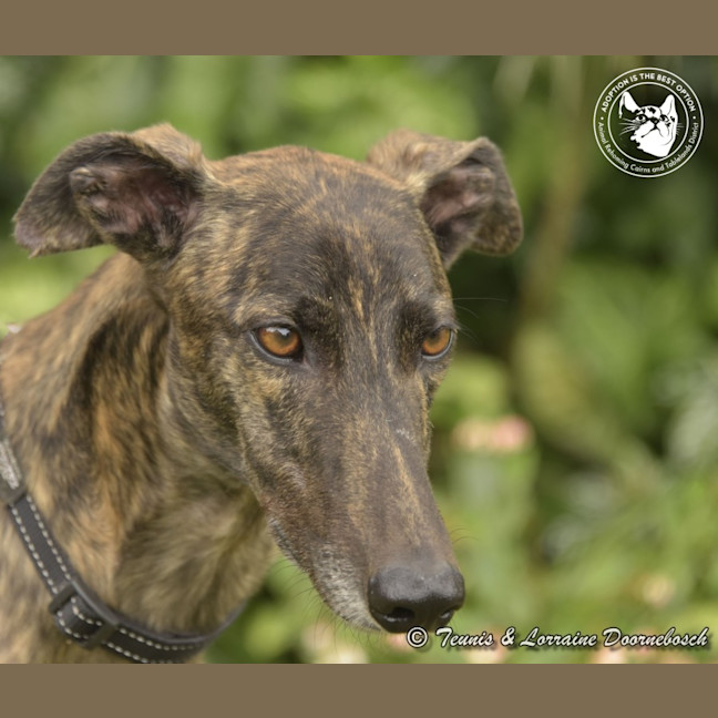 Photo of Dd (Detrie Bale)