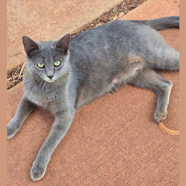 Photo of Misty