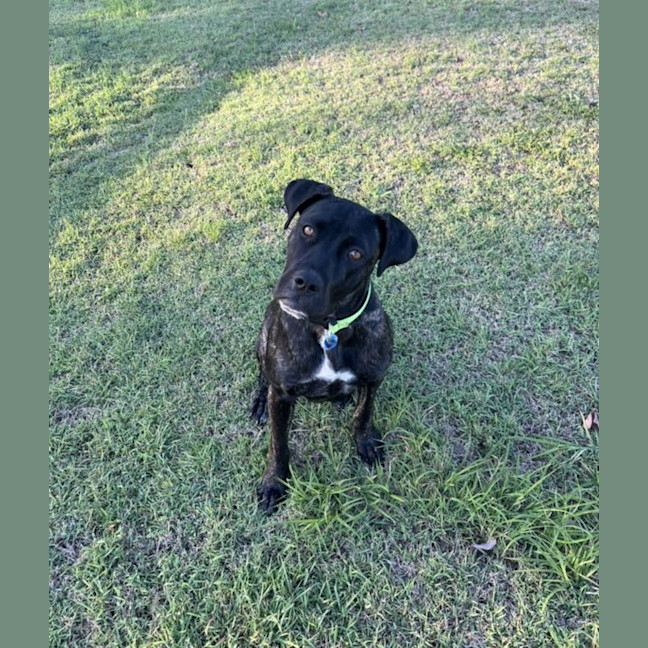 Photo of Lexi *$150 Adoption Fee*