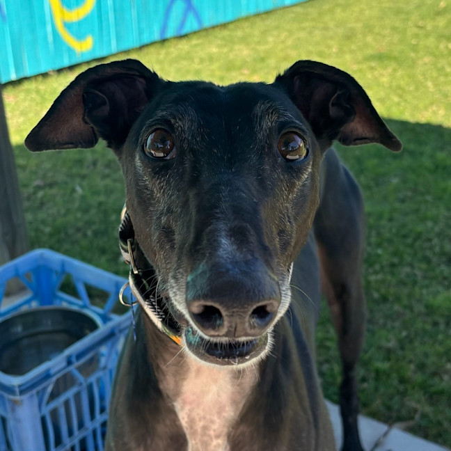 Photo of Ferb The Greyhound