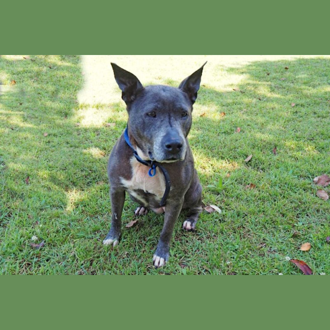 Photo of Bessie