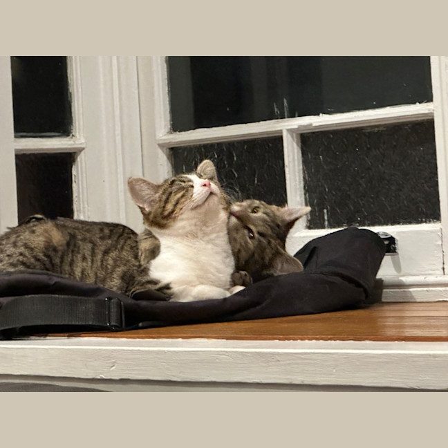 Photo of Cherry And Blossom