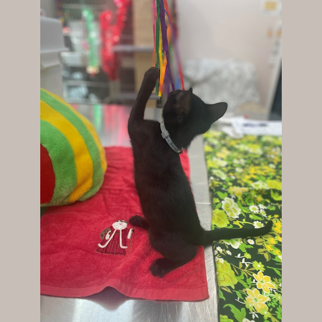 Photo of Prancer (8909)